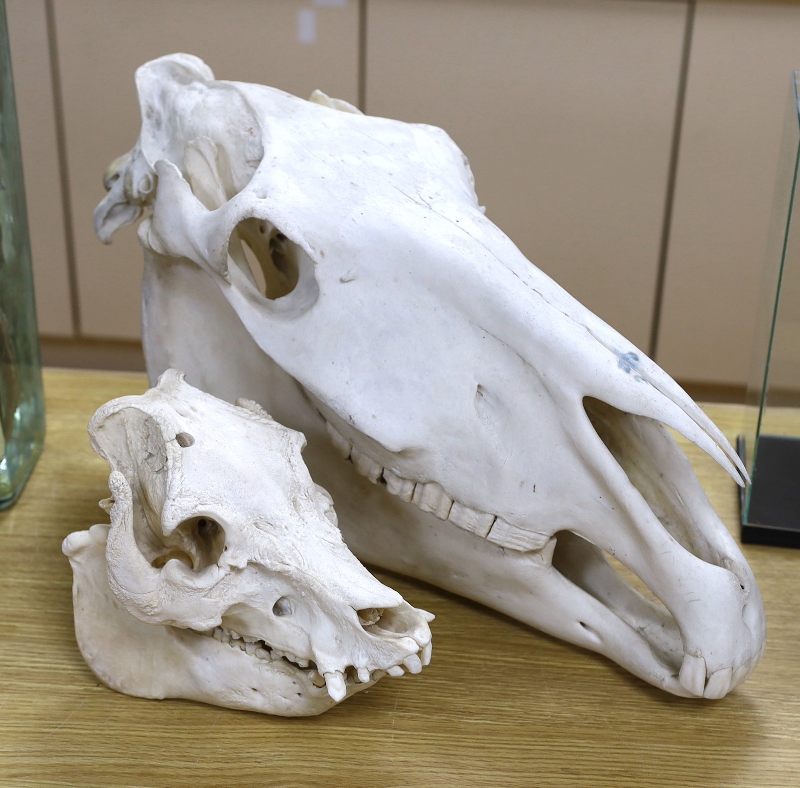 Animal anatomy - an unmounted horse skull, 58 cm long and and unmounted wild boar skull, 36 cm long